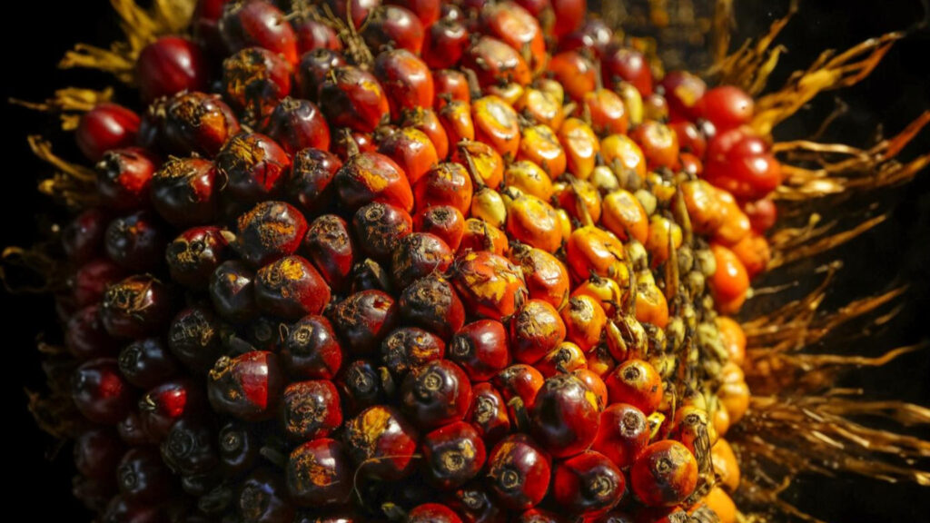 The Origin of Batana Oil