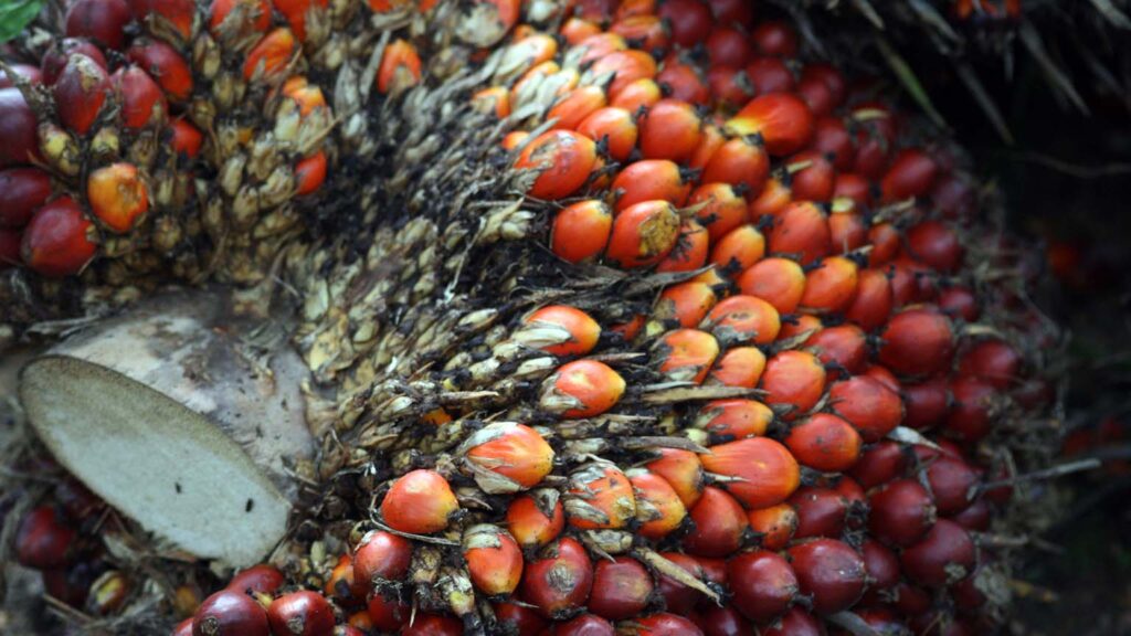 Deep Roots- The Cultural Heritage of Batana Oil 