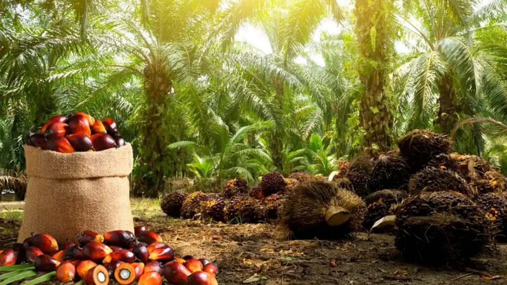 What Makes Batana Hair Oil Unique?